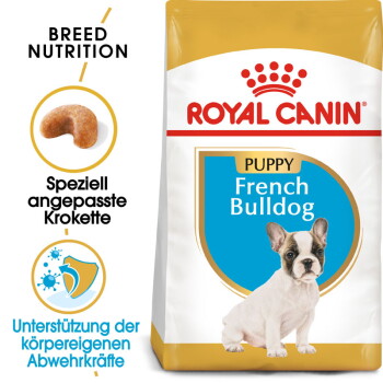 Französische Bulldogge Puppy 10 kg